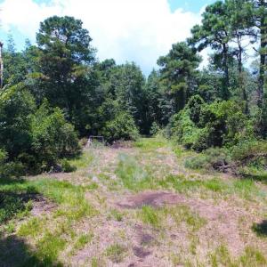 Photo of SOLD!!  60 Acres of Hunting Land For Sale in Hyde County NC!