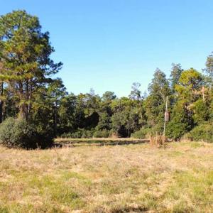 Photo of SOLD!!  60 Acres of Hunting Land For Sale in Hyde County NC!