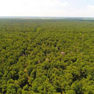 Photo of SOLD!!  60 Acres of Hunting Land For Sale in Hyde County NC!