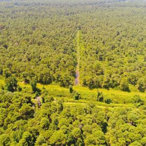 Photo of SOLD!!  60 Acres of Hunting Land For Sale in Hyde County NC!