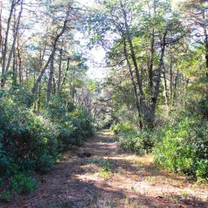 Photo of SOLD!!  60 Acres of Hunting Land For Sale in Hyde County NC!