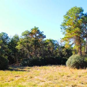 Photo of SOLD!!  60 Acres of Hunting Land For Sale in Hyde County NC!