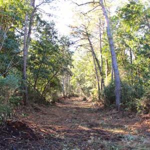 Photo of SOLD!!  60 Acres of Hunting Land For Sale in Hyde County NC!