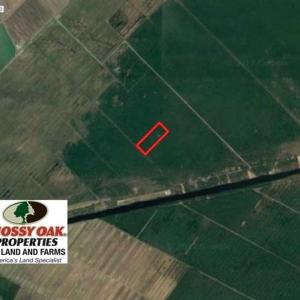 Photo of SOLD!!  60 Acres of Hunting Land For Sale in Hyde County NC!