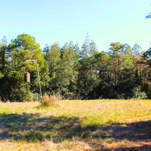 Photo of SOLD!!  60 Acres of Hunting Land For Sale in Hyde County NC!