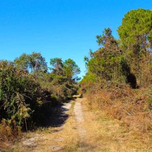 Photo of SOLD!!  60 Acres of Hunting Land For Sale in Hyde County NC!