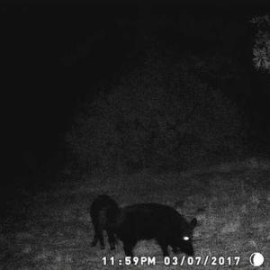 Photo of SOLD!!  60 Acres of Hunting Land For Sale in Hyde County NC!