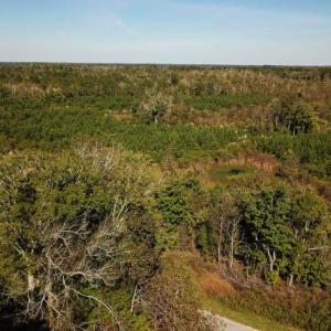 Photo of UNDER CONTRACT!  60 Acres of Farm Timber and Hunting Land For Sale in Pitt County NC!