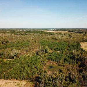 Photo of UNDER CONTRACT!  60 Acres of Farm Timber and Hunting Land For Sale in Pitt County NC!