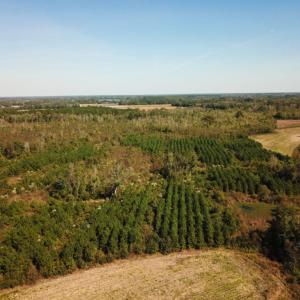 Photo of UNDER CONTRACT!  60 Acres of Farm Timber and Hunting Land For Sale in Pitt County NC!