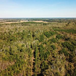 Photo of UNDER CONTRACT!  60 Acres of Farm Timber and Hunting Land For Sale in Pitt County NC!