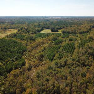 Photo of UNDER CONTRACT!  60 Acres of Farm Timber and Hunting Land For Sale in Pitt County NC!