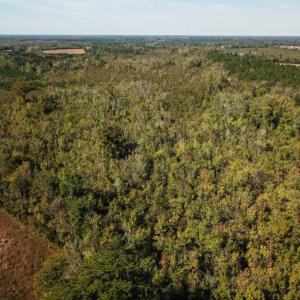 Photo of UNDER CONTRACT!  60 Acres of Farm Timber and Hunting Land For Sale in Pitt County NC!