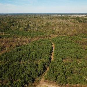 Photo of UNDER CONTRACT!  60 Acres of Farm Timber and Hunting Land For Sale in Pitt County NC!