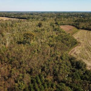 Photo of UNDER CONTRACT!  60 Acres of Farm Timber and Hunting Land For Sale in Pitt County NC!
