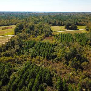 Photo of UNDER CONTRACT!  60 Acres of Farm Timber and Hunting Land For Sale in Pitt County NC!