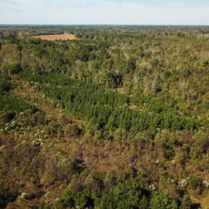 Photo of UNDER CONTRACT!  60 Acres of Farm Timber and Hunting Land For Sale in Pitt County NC!