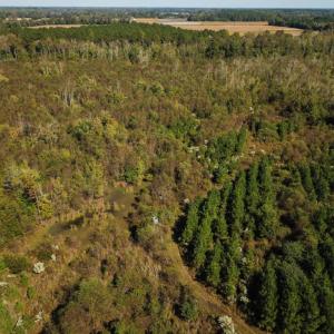 Photo of UNDER CONTRACT!  60 Acres of Farm Timber and Hunting Land For Sale in Pitt County NC!