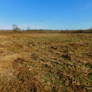 Photo of UNDER CONTRACT!  60 Acres of Farm Timber and Hunting Land For Sale in Pitt County NC!