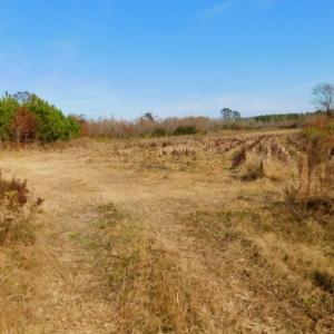 Photo of UNDER CONTRACT!  60 Acres of Farm Timber and Hunting Land For Sale in Pitt County NC!