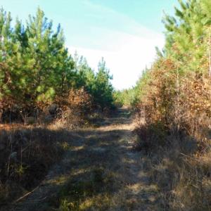 Photo of UNDER CONTRACT!  60 Acres of Farm Timber and Hunting Land For Sale in Pitt County NC!