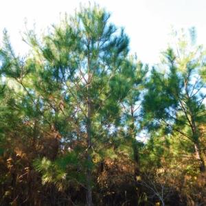 Photo of UNDER CONTRACT!  60 Acres of Farm Timber and Hunting Land For Sale in Pitt County NC!