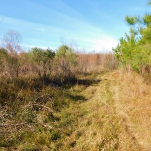 Photo of UNDER CONTRACT!  60 Acres of Farm Timber and Hunting Land For Sale in Pitt County NC!