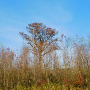 Photo of UNDER CONTRACT!  60 Acres of Farm Timber and Hunting Land For Sale in Pitt County NC!
