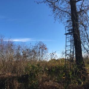 Photo of UNDER CONTRACT!  60 Acres of Farm Timber and Hunting Land For Sale in Pitt County NC!