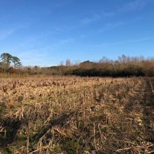 Photo of UNDER CONTRACT!  60 Acres of Farm Timber and Hunting Land For Sale in Pitt County NC!