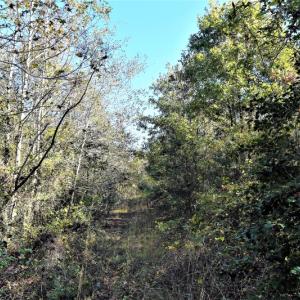 Photo of UNDER CONTRACT!  16 Acres of Residential Hunting Land For Sale In Duplin County NC!