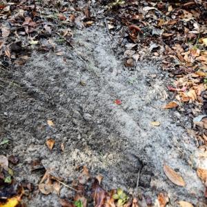 Photo of UNDER CONTRACT!  16 Acres of Residential Hunting Land For Sale In Duplin County NC!