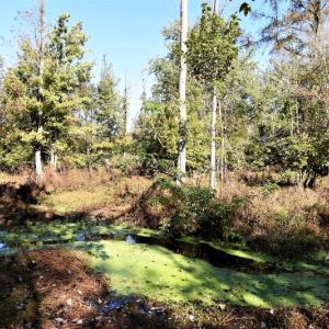 Photo of UNDER CONTRACT!  16 Acres of Residential Hunting Land For Sale In Duplin County NC!
