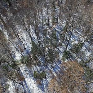 Photo of UNDER CONTRACT!  7.73 acres of Residential and Hunting Land For Sale in Dinwiddie County VA!