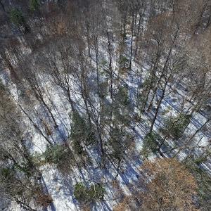 Photo of UNDER CONTRACT!  7.73 acres of Residential and Hunting Land For Sale in Dinwiddie County VA!