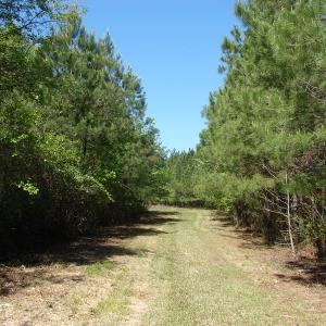 Photo of UNDER CONTRACT!  64.37 Acres of Farm and Hunting Land For Sale in Brunswick County NC!