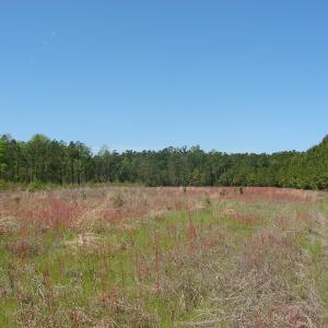 Photo of UNDER CONTRACT!  64.37 Acres of Farm and Hunting Land For Sale in Brunswick County NC!