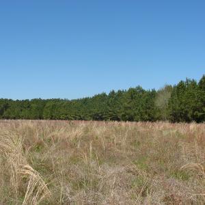 Photo of UNDER CONTRACT!  64.37 Acres of Farm and Hunting Land For Sale in Brunswick County NC!