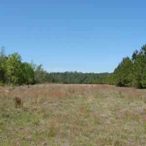 Photo of UNDER CONTRACT!  64.37 Acres of Farm and Hunting Land For Sale in Brunswick County NC!