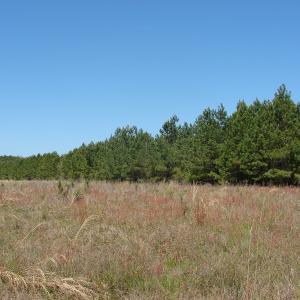 Photo of UNDER CONTRACT!  64.37 Acres of Farm and Hunting Land For Sale in Brunswick County NC!