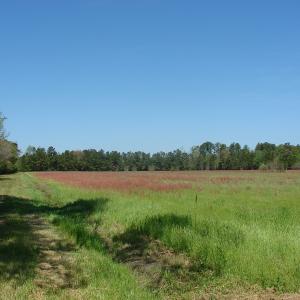 Photo of UNDER CONTRACT!  64.37 Acres of Farm and Hunting Land For Sale in Brunswick County NC!