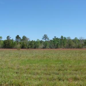 Photo of UNDER CONTRACT!  64.37 Acres of Farm and Hunting Land For Sale in Brunswick County NC!