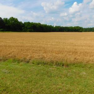 Photo of UNDER CONTRACT!  36.69 Acres of Farm and Timber Land For Sale In Edgecombe County NC!