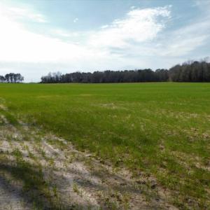 Photo of UNDER CONTRACT!  36.69 Acres of Farm and Timber Land For Sale In Edgecombe County NC!