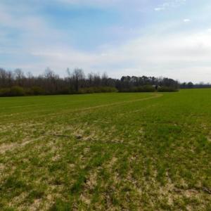 Photo of UNDER CONTRACT!  36.69 Acres of Farm and Timber Land For Sale In Edgecombe County NC!