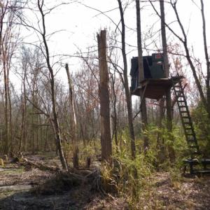 Photo of UNDER CONTRACT!  36.69 Acres of Farm and Timber Land For Sale In Edgecombe County NC!