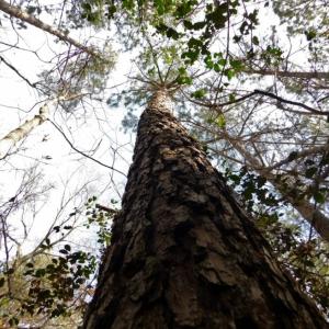 Photo of UNDER CONTRACT!  36.69 Acres of Farm and Timber Land For Sale In Edgecombe County NC!