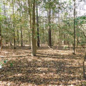 Photo of UNDER CONTRACT!  36.69 Acres of Farm and Timber Land For Sale In Edgecombe County NC!