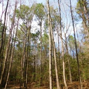 Photo of UNDER CONTRACT!  36.69 Acres of Farm and Timber Land For Sale In Edgecombe County NC!