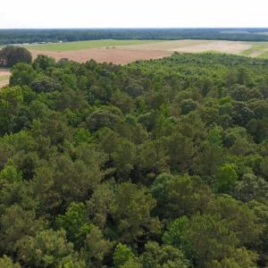 Photo of UNDER CONTRACT!  36.69 Acres of Farm and Timber Land For Sale In Edgecombe County NC!